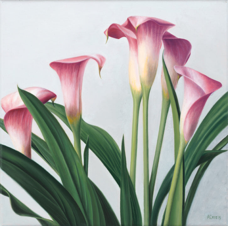 Cala Lillies