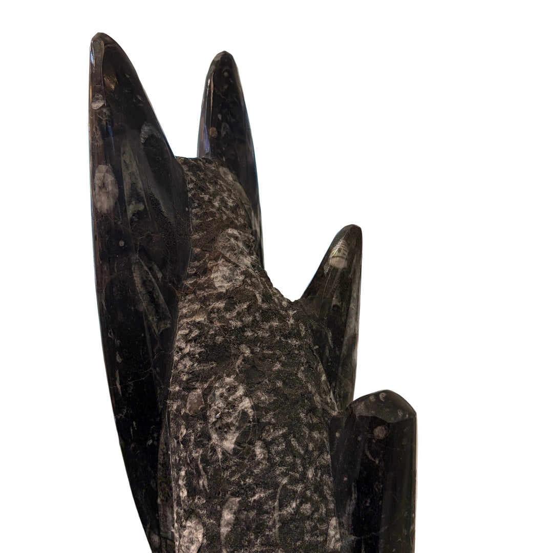 Fossilized Squid Sculpture